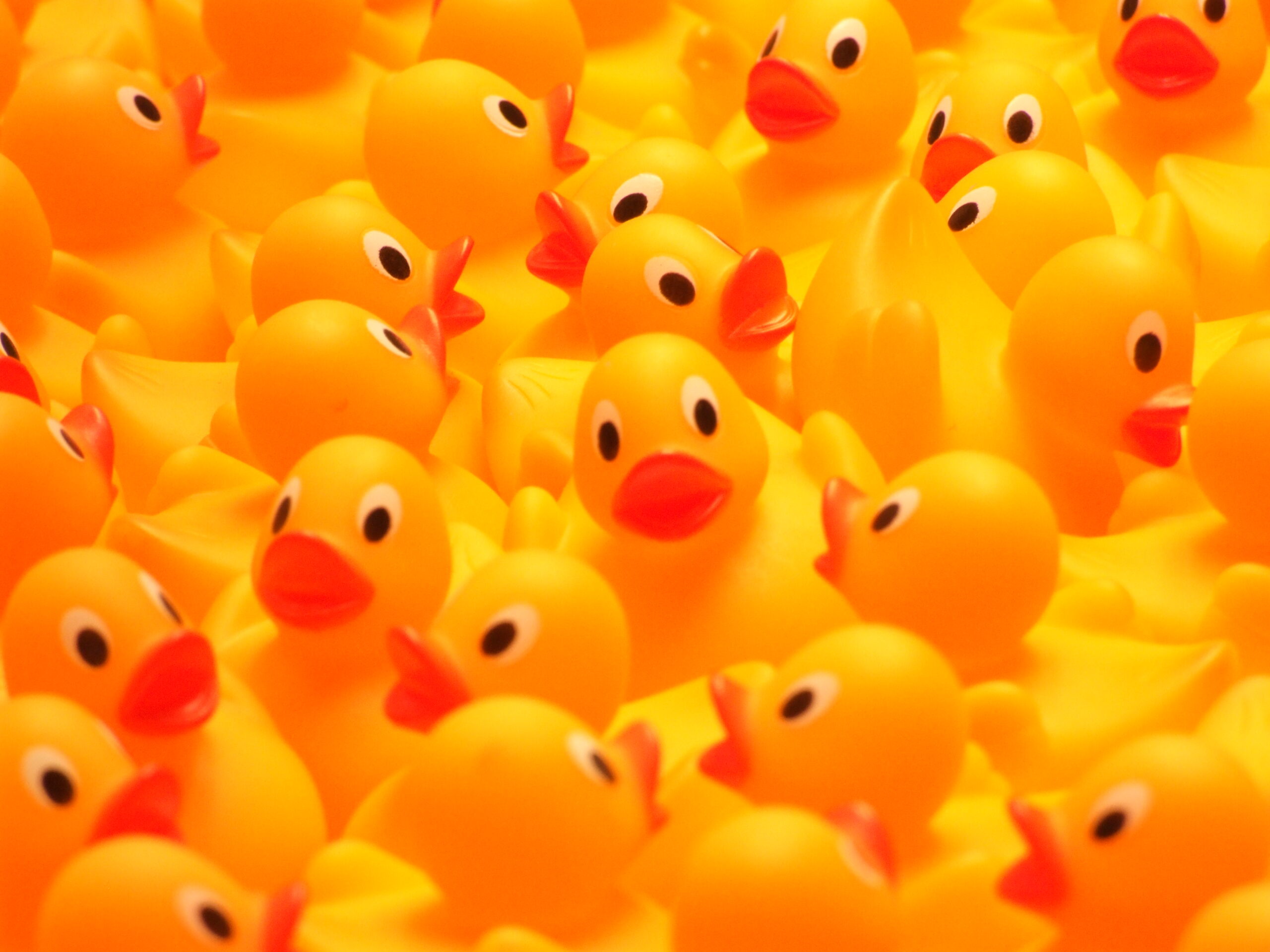 Duck race randomizer