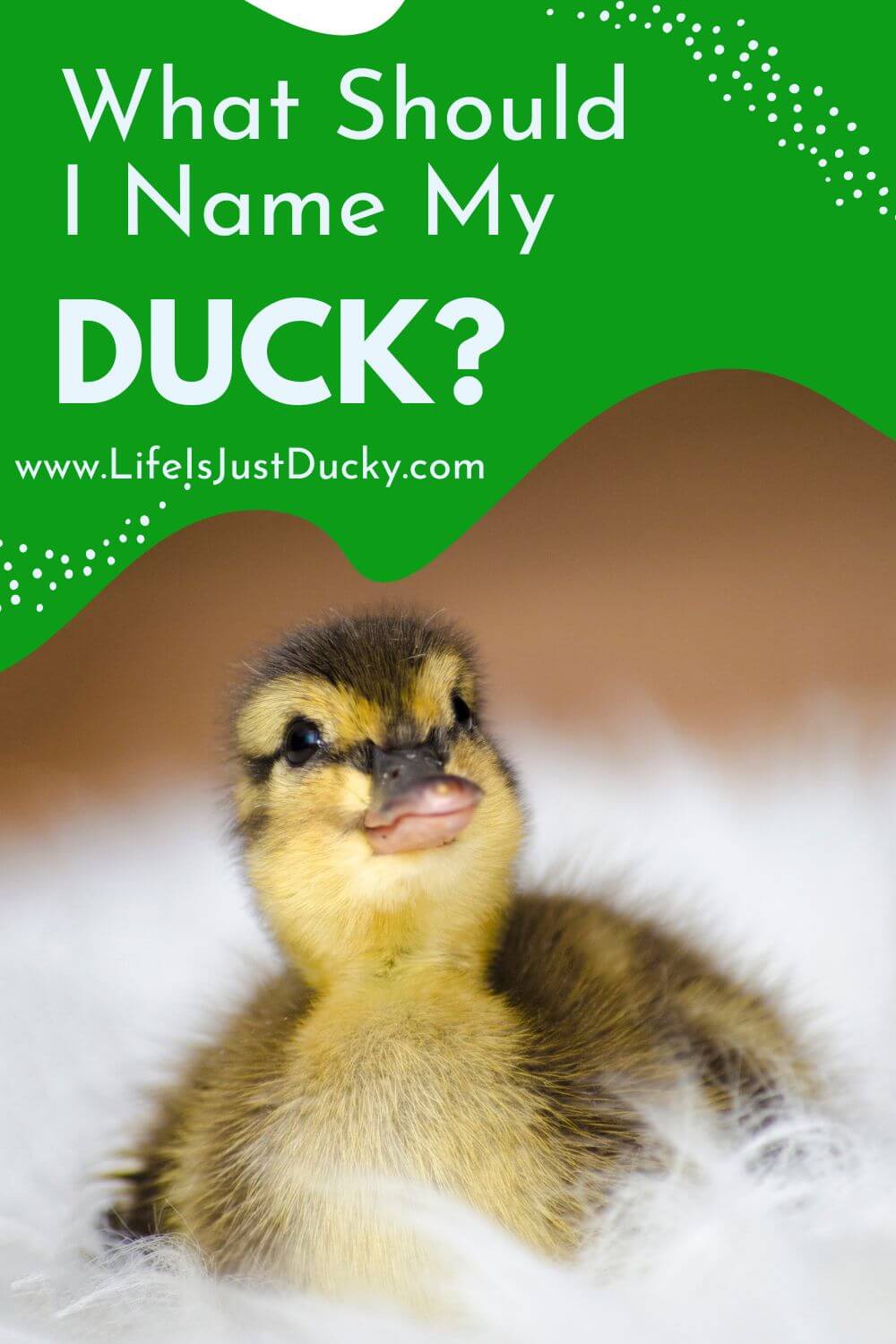 duck name picker